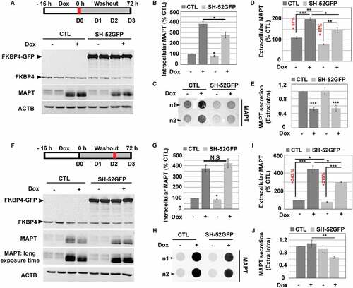 Figure 6. FKBP4 overexpression inhibited MAPT secretion after MAPT accumulation in SH-SY5Y cells. (A) Representative western-blot analysis of FKBP4 and MAPT levels at D0 in SH-SY5Y and SH-52GFP cells treated or not by Dox. (B) Quantification of the western-blot signal of intracellular MAPT and FKBP4 was normalized to ACTB. Statistical analysis was performed using Student’s t-test *p < 0.05; ± SEM. (C) Representative duplicate (n1-n2) dot-blot image showing MAPT signal in extracellular medium at D0 for CTL, CTL+Dox, SH-52GFP and SH-52GFP +Dox cells. (D) Dot-blot quantification. Statistical analysis was determined by Student’s t-test *p < 0.05, **p < 0.01 and ***p < 0.001; ± SEM. (E) Quantification of extracellular MAPT normalized to intracellular MAPT (***p < 0.001; ± SEM). (F) Representative western-blot analysis of FKBP4 and MAPT levels at D2 in SH-SY5Y and SH-52GFP cells treated or not by Dox. (G) Quantification of the western-blot signal of intracellular MAPT and FKBP4 was normalized to ACTB. Statistical analysis was performed using Student’s t-test *p < 0.05; N.S, ± SEM. (H) Representative duplicate (n1-n2) dot-blot image showing MAPT signal in the extracellular medium at D2. (I) Dot-blot quantification for MAPT in extracellular medium at D2. Statistical analysis was determined by Student’s t-test *p < 0.05, ***p < 0.001; ± SEM. (J) Quantification of extracellular MAPT normalized to intracellular MAPT (**p < 0.01; ± SEM). Abbreviations: CTL, control; Dox, doxycycline; N.S: not significant; SEM, standard error of the mean