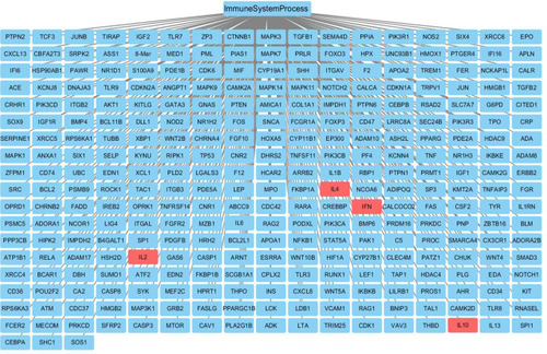 Figure 3 XHP with immune system response-related genes. The red box in the figure represents IL-2, IFN-γ, IL-4, IL-10.