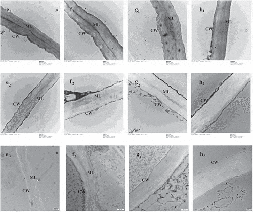 Figure 4. Transmission electron micrographs of the cell walls of the four apple cultivars