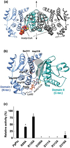 Figure 5. Structural analysis of PgPta. (a) The dimeric structure of PgPta in complex with acetyl-CoA. The two domains of one subunit of the dimer are colored light blue (domain I) and green (domain II), and both domains of the other subunit are colored dark gray. Bound acetyl-CoA molecules are shown as spheres. The 2-fold axis is indicated by arrows. (b) The subunit structure of PgPta viewed in the same orientation as (a). Residues mutated in this study (labeled with bold letters) and bound to acetyl-CoA (Lys92) are shown in ball-and-stick representation. The gray-colored region at the domain interface is a putative active site. (c) Enzyme activity of WT and mutant PgPta proteins. Initial acetyl-CoA consumption velocities were measured, and enzyme activities are indicated relative to that of WT PgPta. Data are presented as means ± standard deviation of three independent experiments (*p < 0.01).