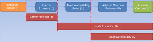 Fig. 1.  Pathway-based conceptual model of the infection process. We have used the following colour code to map the different components of the epidemiological triangle, colour coding the adverse outcome (intersection) separately: orange: exposure (environment and interactions); blue: the invasion process by the microorganism; red: host defences based on time of occurrence; and green: adverse outcome (level of infection).