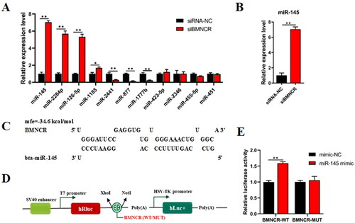 Figure 3. BMNCR Bind with miR-145 and downregulated miR-145 expression. (A) After transfected siBMNCR into BMECs for 48 h, the expression levels of 11 miRNAs which predicted by RNAhybrid and miRanda were detected by qRT-PCR. (B) BMNCR negatively regulated the expression of miR-145. (C) The potential binding seeds between BMNCR and miR-145 were predicted by RNAhybrid. (D) Insert BMNCR-WT or MUT sequences into psi-Check2 vector to identify the binding capacity. (E) Dual-luciferase reporter assay was carried out to identify the binding capacity between BMNCR and miR-145. Data are means ± SE of n = 3 independent experiments, each performed in triplicate, and normalized to GAPDH. *, p < .05 and **, p < .01.