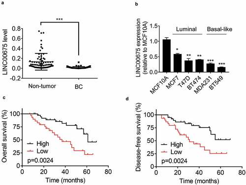 Figure 1. Downregulation of LINC00675 is associated with poor prognosis of BC patients