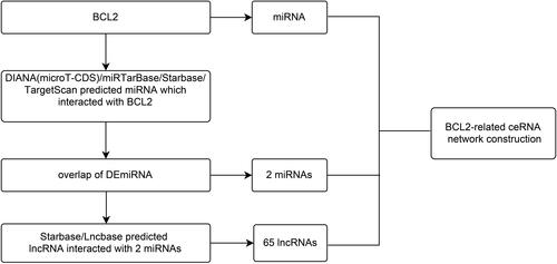 Figure 2 A flow diagram of BCL2-related ceRNA network.