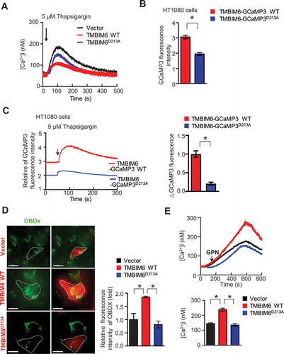 Figure 3. TMBIM6 functions as a calcium-permeating channel. (A) Intracellular Ca2+ was recorded in Fura-2AM-loaded empty, TMBIM6 WT, or TMBIM6D213A HT1080 cells. (B) The intensities of fluorescence measured in TMBIM6-GCaMP3 WT- and TMBIM6-GCaPM3D213A-overexpressing HT1080 cells (F470). (C) Thapsigargin (5 μM) in a Ca2+-free external solution was applied to TMBIM6-GCaMP3 WT- and TMBIM6-GCaPM3D213A-overexpressing HT1080 cells. (D) Fluorescence images of intralumenal Ca2+ in empty vector-, TMBIM6 WT-, and TMBIM6D213A HT1080 cells loaded with OG-BAPTA-dextran. Scale bar: 15 µm. The data are represented as mean ± SEM from n = 3 independent experiments (right). (E) Intracellular Ca2+ was recorded in Fura-2AM-loaded empty vector, TMBIM6 WT, or TMBIM6D213A HT1080 cells induced by GPN. The data are represented as mean ± SEM from n = 3 independent experiments (right)