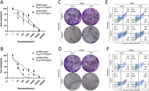 Figure 3 TPX2 overexpression reduced sensitivity to docetaxel. (A and B) Dose–response docetaxel viability curves in A549 (A) and H1299 (B) cell lines. Cell viability was estimated by CCK-8 reagent after 72 h of drug exposure. (C and D) A colony formation assay was used to analyze the clone formation ability of A549 (C) and H1299 (D) cell lines treated with 50 ng/mL docetaxel or not. (E and F) Flow cytometry was used to detect apoptosis in A549 (E) and H1299 (F) cell lines after treated with docetaxel for 72 h.