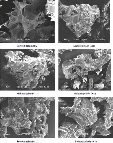 Figure 6 Scanning electron micrographs of freeze-dried sugar-gelatin systems.