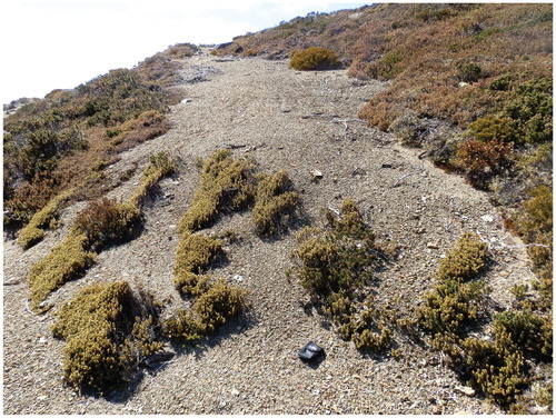 FIGURE 4. An overflow of sediment on a vegetated riser composed primarily of Planocarpa petiolaris C.M.Weiller at the bottom of a non-sorted stripe on Little Mount Emmett. Photo taken 25 September 2015. For scale, camera case is 12 cm long.