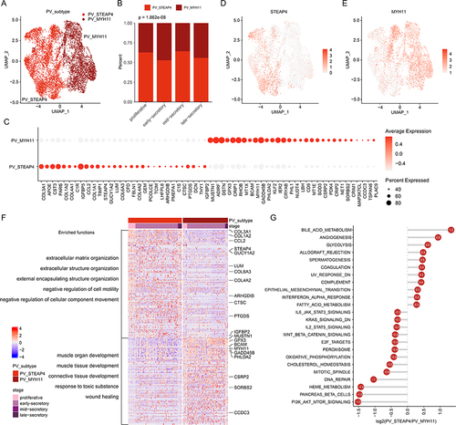 Figure 3 PV cell clusters in human endometrium. (A) UMAP plot of PV cells color-coded according to the assigned cell subtypes. (B) The cell fractions of different PV cell types originating from different phases of menstrual cycle. (C) Bubble plots showing the expression levels of genes highly expressed in corresponding PV subtypes. (D and E) UMAP plot, color-coded for relative expression (lowest expression to highest expression, white to red) of marker genes. (D) for STEAP4 and (E) for MYH11. (F) Heat map showing the expression levels of genes highly expressed in corresponding PV cell subtypes. Enriched functions were indicated on the left. (G) Lollipop plot showing the differences of pathway activities between two PV subtypes.