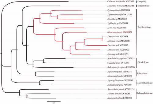 Figure 1. Phylogenetic tree revealed the relationship between G. sinensis and 22 other species based on Bayesian inference (BI) method. Nucleotide sequences of 13 PCGs were included with the third nucleotide of each codon removed. GeneBank accession number of each species was listed in the tree.