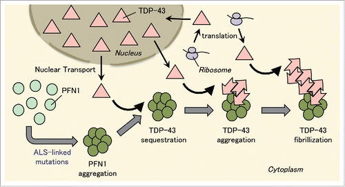 FIGURE 1. Conversion of normal TDP-43 into prion-like species by ALS-linked PFN1 mutants. PFN1 with mutations that cause ALS forms aggregates in the cytoplasm. TDP-43 localized in the cytoplasm for its production or transportation from nucleus is sequestered into PFN1 aggregates, where it is converted into prion-like species, and forms TDP-43 aggregates. Furthermore, these TDP-43 aggregates serve as a template for conversion of normal TDP-43 into prion-like TDP-43 aggregates. As a result, TDP-43 filaments are formed. Thus, TDP-43 aggregation is facilitated firstly by sequestration of TDP-43 into PFN1 aggregates and secondly by self-template-type aggregation of prion-like TDP-43.