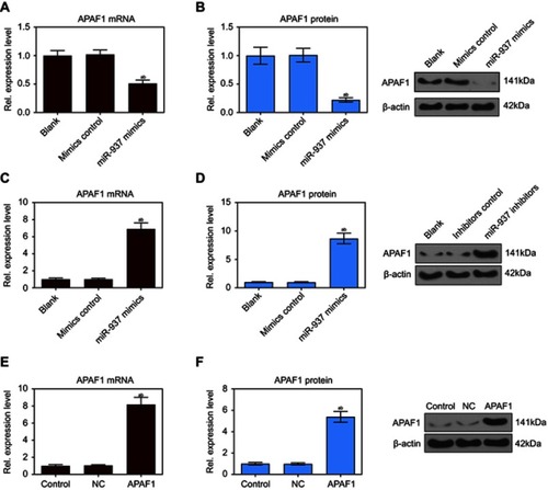 Figure 5 miR-937 significantly regulated the expression level of APAF1 gene. (A and B) The mRNA and protein expression level of APAF1 gene were detected by RT-PCR and Western blot assays after MCF7 cells transfection with miR-937 mimics/negative control; (C and D) the mRNA and protein expression level of APAF1 gene were detected by RT-PCR and Western blot assays after MCF7 cells transfection with miR-937 inhibitors/negative control; (E and F) RT-PCR and Western blot assays were used to dectect the transfection efficiency. β-actin was used as a load control. Data are presented as the mean ± standard deviation. ap<0.05 versus blank group/or control group, bp<0.05 versus mimics/inhibitors group/or NC group.