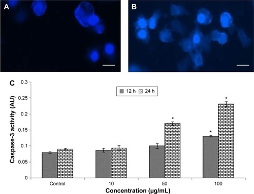 Figure 5 Chromosomal condensation and caspase-3 activity in L929 cells after treatment with Cr2O3NPs.Notes: (A) Control, (B) at 50 μg/mL of Cr2O3NPs for 24 hours. (C) Caspase-3 activity. *P, 0.05 vs control. Scale bar (▬) 50 μm; magnification 40×.Abbreviations: AU, arbitrary units; Cr2O3NPs, chromium oxide nanoparticles; h, hours.