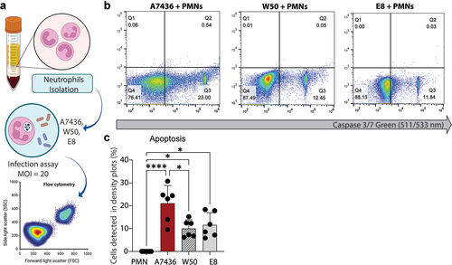 Figure 2.  (a) Experimental workflow. (b) Representative flow cytometry density plots. (c) Influence of three different strains of P. gingivalis (A7436, W50, and E8) on PMN phagocytic capacity. *: p < 0.05 statistical difference when compared with the control group. #: p < 0.05: statistical difference when compared with W50 group. Panel A was created with BioRender. One-way ANOVA followed by Tukey’s posthoc test was performed.