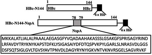 Figure 1 Ideographs illustrating the construction of the chimeric proteins.Abbreviations: HBc, the hepatitis B core protein; His, the His tag; HBc-N144, the N terminal 144 amino acids of the hepatitis B core protein; NspA, Neisserial surface protein A; HBc-N144-NspA, Neisserial surface protein A fused with the N terminal 144 amino acids of hepatitis B core protein.