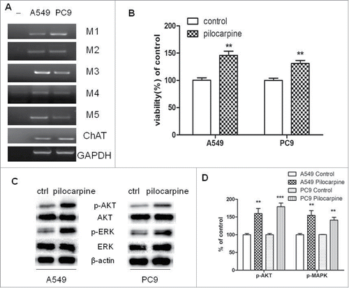 Figure 1. Expression of functional muscarinic receptors in NSCLC cell lines. (A) mRNA expression of mAChRs and choline acetyltransferase (ChAT) in PC9 and A549 cells. RT-PCR was performed on total RNA prepared from the indicated cell lines. GAPDH was used as loading control. (B) Pilocarpine stimulated cell proliferation in PC9 and A549 cells. Cells were treated with 50 μM pilocarpine for 72 h. Cell proliferation was determined by CCK8 assay. Cells treated with solvent (DMSO) were used as a control. (C) Western blot showed that pilocarpine increased MAPK and Akt phosphorylation in PC9 and A549 cells. Cells were treated with 50 μM pilocarpine for 72 h. β-actin was used as loading control for Western blot. (D) Quantification of Western blots shown in C. Data were shown as mean±s.e.m.**, P < 0.01, ***, P < 0.001, compared with control.