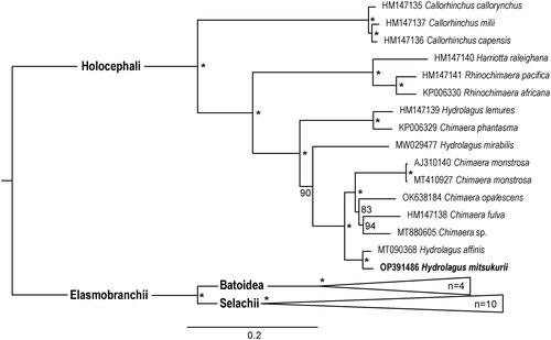 Figure 3. Maximum-likelihood phylogenetic tree based on the 13 PCGs showing the phylogenetic relationships of Hydrolagus mitsukurii and related taxa in Holocephali. The * above the branches indicates that bootstrap support values are above 99%. Bar 0.2 substitutions per nucleotide position.