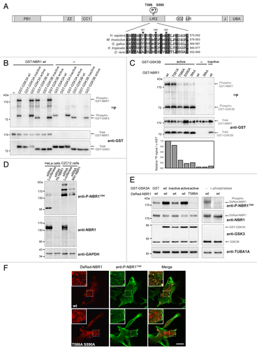 Figure 1. NBR1 is phosphorylated by GSK3. (A) Schematic representation of NBR1 functional protein domains. Amino acid positions of phosphorylated threonine and serine residues (letter P in circle) on the human protein are shown. PB1, Phox, and Bemp1 domain; ZZ, ZZ-type zinc finger; CC1 and 2, coiled-coil domains; LIR1 and 2, LC3-interacting regions; J, juxta-UBA domain (membrane-interacting amphipathic α-helix), UBA, ubiquitin-associated domain. Alignment of NBR1 amino acids flanking GSK3 putative phosphorylation consensus site shows conservation of threonine and serine residues (indicated by stars) in different species. Gray color shows amino acids conserved in all depicted species, and numbers above stars indicate threonine and serine residue positions in the human NBR1 protein. H. sapiens, Homo sapiens; M. musculus, Mus musculus; G. gallus, Gallus gallus; X. tropicalis, Xenopus tropicalis; D. rerio, Danio rerio. (B) GSK3 in vitro kinase assays. GST-tagged GSK3A or GSK3B forms (wt, wild-type; inactive, GSK3A K148A or GSK3B K85A; active, GSK3A S21A or GSK3B S9A) and wild-type GST-tagged NBR1 proteins were purified from 293T cells and mixed with radioactive γ−32P ATP. The upper panel shows radioactive 32P signal and the lower panels show GST-tagged protein amounts revealed with an anti-GST antibody. Arrows indicate the bands corresponding to phosphorylation of NBR1 by GSK3, GSK3 autophosphorylation, and total proteins. (C) GSK3 in vitro kinase assays performed with purified active (S9A) or inactive (K85A) GST-GSK3B mutants mixed with wild-type or mutant GST-NBR1. Thr581, Thr586, and Ser590 were mutated to nonphosphorylable alanine (3Mut., T581A T586A S590A). Lower panel: adjusted phosphorylation signal calculated as the ratio of the relative amount of phosphorylated NBR1 (32P signal) to total GST-NBR1. (D) Western blot showing the specificity of an antibody generated against human NBR1 phosphorylated at threonine 586. Human HeLa cells and murine C2C12 cells were transfected with a control siRNA targeting luciferase or human or mouse NBR1-specific siRNA. (E) Western blot showing the level of phospho-NBR1T586 signal in gsk3a−/− MEFs cotransfected with plasmids encoding GST or GST-GSK3A forms (wt, wild-type; inactive, K148A; active, S21A) and DsRed-NBR1 forms (wt, wild-type; nonphosphorylable, T586A). Phosphorylation of NBR1 by endogenous GSK3B is detectable in the absence of wild-type and active GST-GSK3A. The phosphorylation status of this signal was confirmed through treatment of gsk3a−/− MEF protein extracts with lambda-phosphatase. (F) Confocal pictures showing the immunofluorescence staining of anti-phospho-NBR1T586 in C2C12 myoblasts transfected with wild-type DsRed-NBR1 or the nonphosphorylable DsRed-NBR1 T586A S590A double mutant. Inserts correspond to a magnification of the dotted frame in each picture. Right panels are merged pictures showing the presence or absence of colocalization. Scale bar: 15 μm. Data in this figure are representative of at least 2 independent experiments.