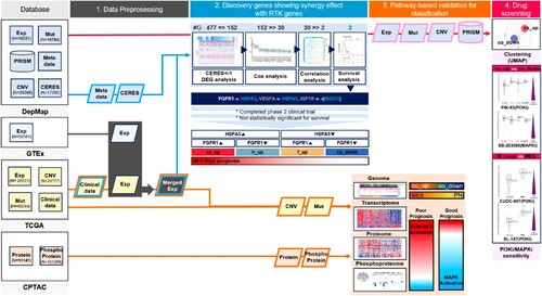 Figure 1. Research scheme. Genomes, transcriptomes, and proteomes were downloaded from DepMap, GTEx, TCGA, and CPTAC for utilization as follows: (1) Data preprocessing, (2) Discovery of genes significantly interacting with RTK and related genes, (3) Classification of signal transduction system and genome, and (4) Drug screening.