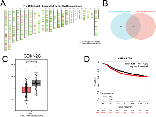 Figure 5 Candidate target genes of miR-501-3p and their prognostic value. (A) Differentially expressed genes. (B) Venn diagram for CDKN2C. (C) Expression levels of CDKN2C. (D) Correlation between CDKN2C with RFS. * P<0.05.
