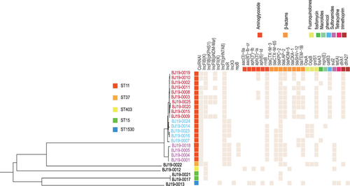 Figure 1 Distribution of antibiotic resistance genes, plasmids and STs of all strains. Colors represent different clades. Red represents subclade 1, blue represents subclade 2, and purple represents subclade 3. The antique white squares represent corresponding ARGs or replicons.