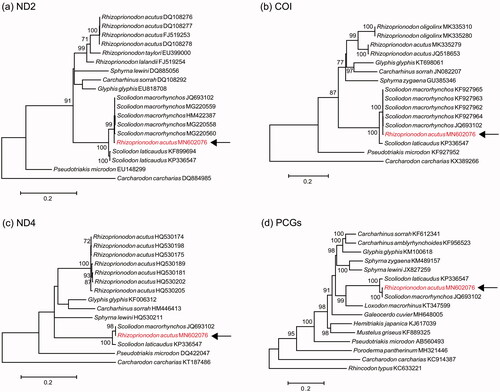 Figure 1. ML phylogenies of carcharhiniform sharks and outgroup(s) based on (a) COI (655 bp), (b) ND2 (1047 bp), (c) ND4 (873 bp), and (d) mitogenomes (13 PCGs, trimmed with GBLOCKS; 11,374 bp). Numbers along branches represent bootstrap support values (>70%) based on 1000 pseudoreplications. Note the consistent placement of MN602076 with Scoliodon macrorhynchos.