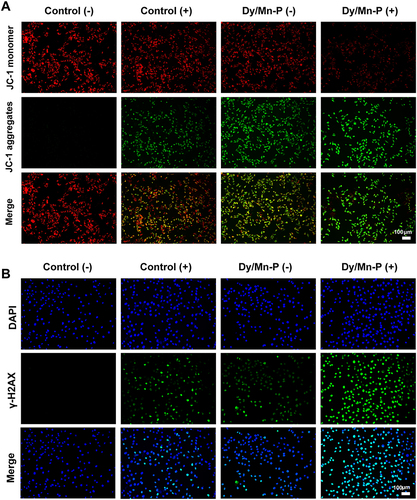 Figure 5 Mitochondrial membrane potential changes and DNA damage. (A) JC-1 staining for detecting the change of mitochondrial membrane potential in B16-F10 cells after indicated treatments. Scale bar = 100 μm. (B) Immunofluorescence images of γ-H2AX foci. Scale bar = 100 μm.