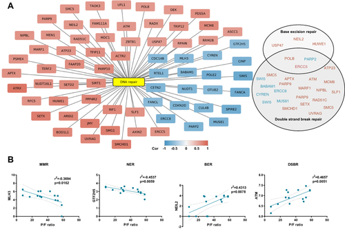 Figure 3 DNA repair gene expression correlates to disease severity. (A) Network plot showing transcripts correlating to P/F-ratio and enriched in DNA repair (GO:0006281). Pearson correlation analysis (p < 0.02, r>±0.6). Genes linked to functional terms; Base excision repair (GO:0006284), Base Excision Repair (R-HSA-73884), DNA Double-Strand Break Repair (R-HSA-693532) or Double-strand break repair (GO:0006302), are listed in circles (down-regulated in blue and up-regulated in pink). (B) Representative correlation plots are shown. MMR; mismatch repair, NER; nucleotide excision repair, BER; base excision repair and DSBR; double strand break repair. Figure is related to Supplemental File 3.