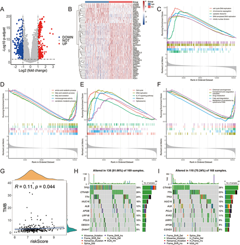 Figure 4 Functional enrichment and mutation analysis of two risk groups in TCGA-LIHC cohort. (A) The volcano plot of the differentially expressed genes (DEGs) between high- and low-risk groups. (B) The heat map showed the detailed expression of the top 50 DEGs. GO-based GSEA enrichment analysis in high-risk (C) and low-risk (D) groups. The pathways enriched in the high-risk (E) and low-risk (F) groups according to GSEA analysis in KEGG database. (G) The relationship between the risk score and tumor mutation burden (TMB). Mutation profile in high-risk (H) and low-risk (I) groups.