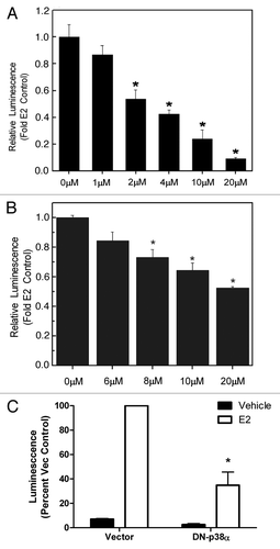 Figure 2. Inhibition of p38α decreases ERα transcriptional activity. (A) HEK293 or (B) MCF-7 cells were transiently transfected with pGl2-ERE2X-TK- luciferase plasmid. HEK293 cells were additionally transfected with pcDNA3.1B-ERα plasmid. Subsequently, cells were treated with veh (DMSO), E2 or RWJ67657. Cells treated with E2 were set to 1. Mean values ± SEM of three different experiments in triplicate are reported (***p < 0.001, **p < 0.01, *p < 0.05). (C) MCF-7 cells were transfected with an ERE-luciferase reporter and either empty vector or a dominant negative p38α construct (DN-p38α) followed by addition of either vehicle or 10 pM E2. Cells were assayed for luminescence and vector plus E2 was set to 100% for comparative purposes (*p < 0.05).