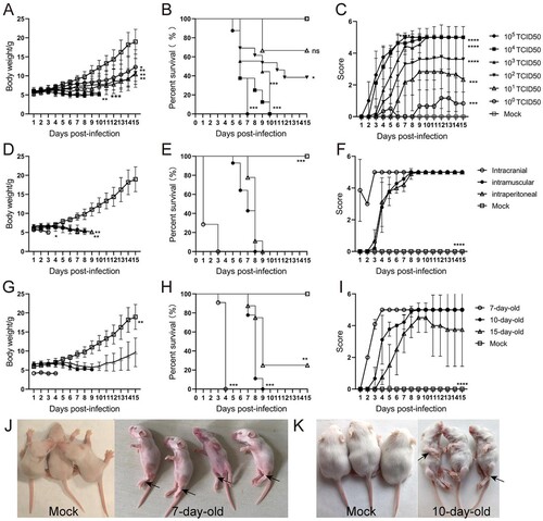 Figure 2. Establishment of the CVA6 infection mouse model. Ten-day-old ICR mice (n = 10–15 per group) were i.p. inoculated with different doses of CVA6 (100 TCID50–105 TCID50), respectively. Control animals were administered muscle homogenate supernatant from normal mice instead of virus. The body weights (A, D, G), survival rates (B, E, H), and clinical scores (C, F, I) in each group of mice were measured. Two representative pictures (J, K) of clinical signs (weight loss, reduced mobility, ataxia, and single or double hind limb paralysis) caused by CVA6 in mice. *P < 0.05; **P < 0.01; ***P < 0.001; ****P < 0.0001; ns, non-significant result.