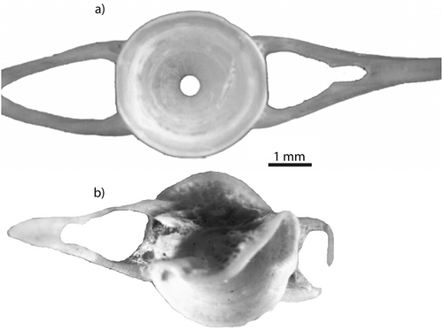 Figure 2. Deformation: (a) fresh caudal vertebra of Salmo trutta without compression; (b) compressed caudal vertebra of Salmo sp. from Eurasian otter spraint.