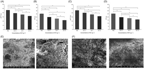 Figure 3. Activated partial thromboplastin time and prothrombin time of normal human control plasma spiked with recombinant human hair K37 (A, B) and K81 (C, D). Scanning electron microscopy of whole blood clots in the presence of recombinant human hair K37 (E) and K81 (F) (0.1%).