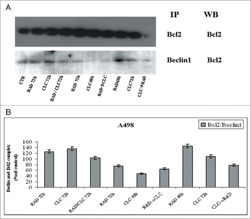 Figure 7. Evaluation of Beclin-1 and Bcl-2 interaction. (A) A498 were treated with CLC and RAD alone or in sequence. Thereafter we performed protein gel blotting assay (WB) for the expression of the total Bcl-2 protein and immunoprecipitation (IP) for the evaluation of Bcl-2/Beclin-1 complex formation. (B) Representation of the Bcl-2/Beclin-1 complexes expressed as the ratio between the relative intensities of the bands of the complex versus the bands associated with total Bcl-2. The intensities of the bands were expressed as arbitrary units when compared to those of the untreated cells. The figure is representative of 3 different experiments that always gave similar results.