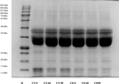 Figure 1. SDS-PAGE analysis of gliadin polypeptides from dough-treated samples incubated for 0, 60 and 90 min at 37°C.