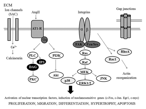 Figure 5. Main molecular pathways involved in mechanotransduction in vascular cells.