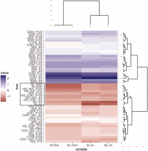 Figure 2. Hierarchical clustering analysis of the nRF distances between all trees inferred in this study (concatenated, single gene and two genes combined). The analysis was performed using the Euclidean distance measure and is represented by a heatmap and dendrograms. The columns of the numeric matrix were centered (by subtracting the column means of the matrix from their corresponding columns) and scaled (by dividing the (centered) columns of the matrix by their standard deviations). The matrix is divided in two major groups/clades. The clade with negative scaled values (lower major clade in the figure) groups trees with smaller nRF distance relative to the mtDNA trees (darker tones correspond to lower negative values that correspond to better trees). The clade with positive scaled values (upper major clade in the figure) groups trees with larger nRF relative to the mtDNA trees (darker tones correspond to higher values that correspond to worst trees). For all individual genes and combination of two genes, we estimated the phylogenetic tree using the amino acid sequences ?_AA?, the first two codon positions ?_P12? or all codon positions ‘_P123’. The phylogenetic analyses of the single gene or combination of two genes were performed using RAxML. The clade that includes all four concatenated trees together with the best single gene tree and combination of two genes are highlighted: (i) gene names are delimited by a box in the heatmap; (ii) in the right side dendrogram, the branch leading to the clade contains an asterisk.