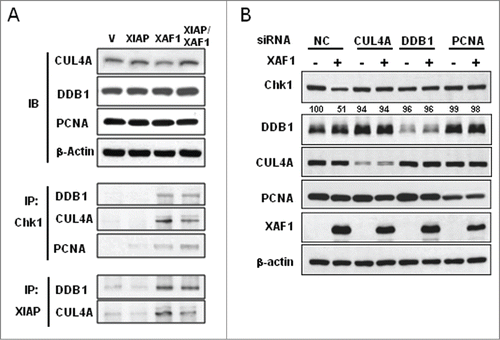 Figure 5. Involvement of DDB1 and CUL4A in the XIAP-XAF1 complex-mediated Chk1 degradation. (A) A549 cells were transfected with constructs that are specified (Vector (V), XIAP, XAF1, XIAP/XAF1). XIAP/XAF1 indicates co-transfection with both constructs. Whole cell extracts were prepared and subjected to protein gel blot analysis (IB) to detect CUL4A, DDB1 and PCNA (upper panel). β-actin was used as a loading control. Immunoprecipitation (IP) was performed by using antibodies against Chk1 or XIAP. Co-IP of DDB1, CUL4A, or PCNA was detected by protein gel blot analysis (lower panel). (B) CUL4A, DDB1 or PCNA was depleted by transfection of the specified SiRNA in A549 cells with or without XAF1 overexpression. Levels of the specified proteins were determined by protein gel blot analysis. Band intensity of Chk1 protein was determined by densitometry, and normalized against that of the non-treated control (NC), which was set as 100%.
