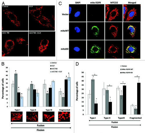 Figure 2. mtEGFR kinase activation promotes mitochondrial fusion in PC3 cells. (A) Representative images of mitochondria of PC3 cells treated with DMSO, EGF (20 ng/ml) AEE788 (a small molecular EGFR inhibitor at 6 μM) or AEE788+EGF for 24 h. Mitochondria were stained with Mitotracker Red and images were taken with a confocal microscope. (B) Quantification of mitochondrial dynamics in PC3 cells treated as shown in (A) Mitochondria are classified into type I, II, III, and fragmented in the order of more fused to more fissed forms as described in “Materials and Methods”. Data are means +/− SD of triplicates. Asterisk indicates the statistical significance between treated group and DMSO group (P < 0.05) (C) Representative confocal images of mitochondria of PC3 cells transfected with empty vector, mito-WT-EGFR, or mito-KD-EGFR for 24 h. Nuclei were stained with DAPI (blue) Mitochondria (red) were stained with MTCO2 and ectopic mito-EGFRs (green) were stained with anti-Flag antibody. (D) Quantification of mitochondrial dynamics in PC3 cells transfected with mito-EGFRs as shown in (C) Quantification was performed the same way as described in (B) Data are means +/− SD of triplicates. Asterisk indicates the statistical significance between treated group and DMSO (P < 0.05).
