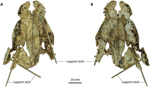 Figure 9. ‘Baru’ huberi. QMF31060, holotype. A, Partial snout in dorsal view. B, Partial snout in ventral view.