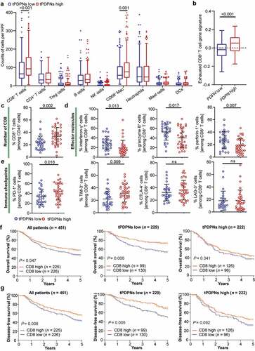 Figure 4. tPDPNs are associated with an exhausted CD8+ T-cell phenotype in gastric cancer. (a) Immunohistochemistry analysis of the immune contexture in tPDPNs low and high subgroups. Treg, regulatory T; NK, natural killer; Mac, macrophages; Neu, neutrophils; DCs, dendritic cells. (b) Relationship between PDPN mRNA level and exhausted CD8+ T cell gene signature in TCGA database. (c-e) Flow cytometry to detect the number of CD8+ T cells in CD45+ cells (c), the expression of effector molecules (interferon-γ, granzyme B and perforin-1) in CD8+ T cells (d) and immune checkpoints (PD-1, TIM-3, CTLA-4 and LAG-3) in CD8+ T cells (e) between tPDPNs low and high subgroups. Unpaired t test. ns refers to not significant. PD-1, programmed death-1; TIM-3, T-cell immunoglobulin and mucin-domain containing-3; CTLA-4, cytotoxic T-lymphocyte-associated protein-4; LAG-3, lymphocyte-activation gene-3. (f-g) The overall survival (OS) curves (f) and disease-free survival (DFS) curves (g) in all gastric cancer patients, tPDPNs low subgroup and tPDPNs high subgroup according to CD8+ T cell status. Log-rank test was performed for Kaplan-Meier curves