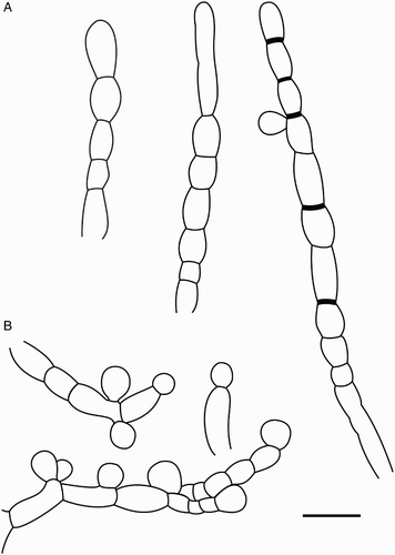 Figure 10. Reproductive structures of Chaenothecopsis schefflerae in culture (ICMP 21683). A, Production of chlamydospores. B, Conidiogenesis. Scale bar 10 µm.