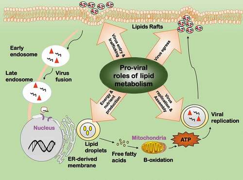 Figure 5. Pro-viral roles of lipid metabolic reprogramming during virus infection. Lipids have four pro-viral roles. 1) Virus entry and trafficking. Lipids can serve as the attachment factor, internalization receptor, or transportation shuttle during viral entry. 2) Virus replication and assembly. Lipids can offer subcellular space for key events to occur in the viral life cycle. 3) Energy and nutrient production. Lipids are required for viral replication as a source of energy and nutrients. 4) Virus egress. Lipids are important components for viral envelopment and play various roles during viral egress