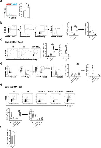 Figure 7. mTOR exerted as a critical mediator during PMSC promotion for Tregs. (a) The statistical analysis of mTOR phosphorylation levels in CD4+CD25+Foxp3+Treg collected after in vitro culture in the CON (n = 3) and PMSC (n = 3) groups. (b) The gating strategy to determine mTOR phosphorylation in Tregs from spleen single-cell suspension. The statistical analysis of Treg proportions in helper T cells and their mTOR phosphorylation level from Tregs in the NC (n = 5), IR (n = 5), and IR + PMSC (n = 5) groups. (c) Detection of CD4+CD25+Foxp3+Tregs from the kidney single cell suspension in the NC, IR, and IR + PMSC groups by flow cytometry. The statistical analysis of Treg proportions in helper T cells and their mTOR phosphorylation level from Tregs in the NC (n = 5), IR (n = 5), and IR + PMSC (n = 5) groups. (d) The gating strategy to determine mTOR phosphorylation in Tregs from kidney single cell suspension. The statistical analysis of Treg proportions in helper T cells and their mTOR phosphorylation level from Tregs in the NC (n = 5), IR (n = 5), mTOR–/–IR (n = 5), mTOR–/–IR + PMSC (n = 5), and IR + PMSC (n = 5) groups. (e) Detection of CD4+CD25+Foxp3+Tregs from the spleen single cell suspension in the NC, IR, mTOR–/–IR, mTOR–/–IR + PMSC, and IR + PMSC groups by flow cytometry. The statistical analysis of Treg proportions in helper T cells and their mTOR phosphorylation level from Tregs in the NC (n = 5), IR (n = 5), mTOR–/–IR (n = 5), mTOR–/–IR + PMSC (n = 5), and IR + PMSC (n = 5) groups. (f) The statistical analysis of Treg proportions in helper T cells collected after in vitro culture in the CON (n = 4) and PMSC (n = 4) groups. The differences for between-group comparisons were analyzed by an independent-sample t-test. The differences for among-group comparisons were analyzed by the Kruskal–Wallis one-way analysis of variance and post hoc tests with all pairwise. ns, p > .05; *p < .05; **p < .01; ***p < .001.