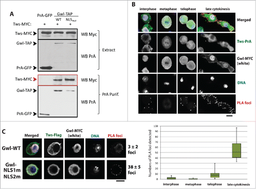 Figure 4. Gwl associates with PP2A-Tws in the cytoplasm during late mitotic exit. (A) D-Mel cells were transfected with plasmids for the expression of the indicated proteins. Cells were used in Protein A-affinity purifications followed by Western blots. Tws-Myc was co-purified specifically with Gwl-PrA. Mutation of the 2 NLSs enhanced this association. (B) D-Mel cells expressing Tws-Myc and Gwl-PrA were submitted to Proximal Ligation Assay (PLA). PLA foci were visualized on a confocal microscope and quantified. PLA foci were detected mostly in telophase and during cytokinesis, in the cytoplasm and not in the nuclei. (C) Tws-Flag/Gwl-Myc PLA signals are enhanced when the 2 NLSs in Gwl are mutated. Numbers = average ± SEM