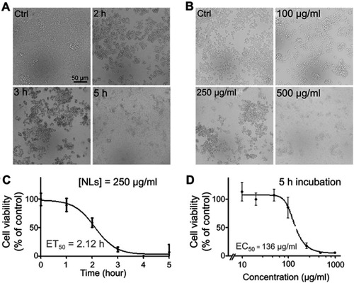 Figure 2 Treatment of lipid nanoparticles (LNs) reduced the viability of Raw264.7 macrophages in a dose- and time-dependent manner. (A) Representative figures of Raw264.7 cells after treatment with 250 μg/mL LNs for various periods. Scale bar, 50 μm. (B) MTT assay revealed the ET50 of LNs was 2.12 hrs. Each point represents an average of duplicates from three individual experiments. (C) Representative figures of Raw264.7 cells after treatment with various concentrations of LNs for 5 hrs. Scale bar, 50 μm. (D) MTT assay revealed the EC50 of LNs was 136 μg/mL. Each point represents an average of duplicates from three individual experiments.