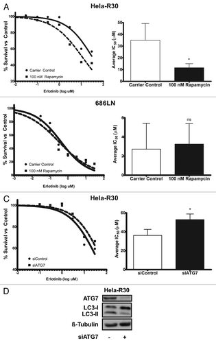 Figure 4. Induction of autophagy in EGFR-TKI resistant cells sensitizes cells to erlotinib. (A) Erlotinib resistant Hela-R30 cells or (B) erlotinib sensitive 686LN, were treated with erlotinib at doses ranging from 0.03 to 30 μM and cell viability was measured with MTT reduction assay at 72 h of treatment. Erlotinib IC50 of Hela-R30 cells was reduced by cotreatment with 100 nM rapamycin. Representative nonlinear curve fit IC50 estimation is shown on left. Average IC50 of six experimental replicates is shown on right. Error bars are standard deviation (SD). *Unpaired t-test P value = 0.0029. (B) 686LN cells sensitive to erlotinib were treated with erlotinib as above. Erlotinib IC50 was not significantly altered by rapamycin treatment. Representative nonlinear curve fit IC50 estimation is shown on left. Average IC50 of four experimental replicates is shown on right. Error bars are SD nsUnpaired t-test P value = 0.77. (C) Hela-R30 cells that were transfected with siATG7 or siControl were treated as above and assayed for IC50. Knockdown of ATG7 increased erlotinib IC50 when compared with cells transfected with non-targeting siRNA control. Nonlinear curve fitting is shown on left. Average IC50 of four experimental replicates is shown on right. Error bars are SD *Unpaired t-test P value = 0.0303. (D) Whole cell lysates of Hela-R30 cells were collected 48 h after transfection of siRNA targeted against ATG7 (siATG7) or non-targeted siControl and immunoblotted for ATG7, LC3 or β-tubulin. Greater than 80% knockdown was achieved with siATG7 when compared with siControl. LC3-I accumulation was noted in cells with ATG7 knockdown.