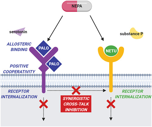 Figure 1 Cartoon showing the mechanism of action of NEPA. Palonosetron (PALO) acts on the 5HT3 receptor via allosteric binding, generating a positive cooperativity that strongly blocks 5HT3 signaling. This blockage also causes receptor internalization. Netupitant (NETU) binds the NK1 receptor and inhibits its signaling. Moreover, concomitant administration of PALO and NETU results in a cross-talk inhibition between the two pathways that has a synergistic inhibitory effect. NEPA, netupitant-palonosetron; 5HT3 receptor, serotonin type 3 receptor; NK1 receptor, neurokinin type 1 receptor.