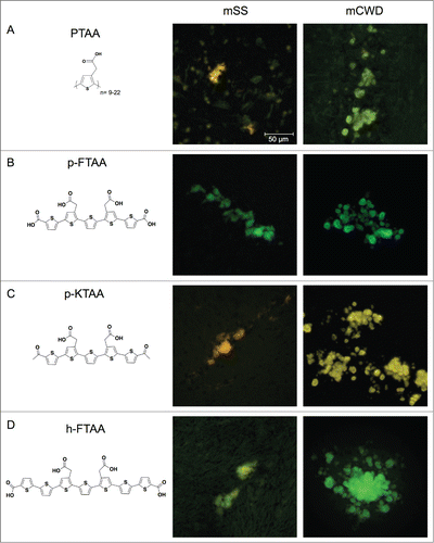 Figure 1. Chemical structures of thiophene based amyloid ligands and fluorescence images of stained PrP deposits in brain tissue sections from mice infected with mSS or mCWD. (A) PTAA, a polydisperse polythiophene. (B) p-FTAA, a chemically defined pentameric oligothiophene. (C) p-KTAA, a chemically defined pentameric oligothiophene. (D) h-FTAA, a chemically defined heptameric oligothiophene. Scale bar represents 50 μm.