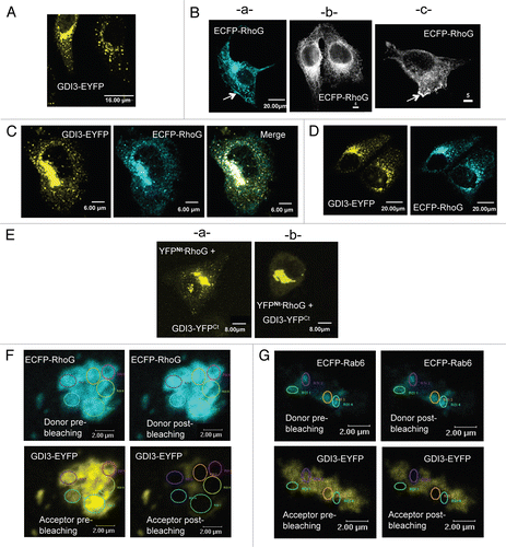 Figure 1 GDI3 and RhoG interact at the Golgi and on vesicular structures. (A) MDCK cells ectopically expressing GDI3-EYFP alone, showing Golgi and vesicular distribution. (B) MDCK cell expressing EC FP-RhoG alone. Images in (b and c) are shown in black and white mode. RhoG proteins are localized to membrane ruffles (arrows in a and c) and distributed according to a tubulovesicular pattern extending from the perinuclear region throughout the cytoplasm (b). (C and D) Cells co-expressing GDI3-EYFP and EC FP-RhoG. Co-localizations at the Golgi and on vesicular structures are in white in merged image. (E) Bimolecular Fluorescence Complementation (BiFC) assay between RhoG and GDI3. MDCK cells were co-transfected with 20 µg of each YFPNt-RhoG and GDI3-YFPCt plasmids and fixed cells analyzed by confocal microscopy (images a and b). YFP fluorescence is recovered at the Golgi and vesicle-like structures. (F and G) Acceptor photobleaching FRET analysis of RhoG/GDI3 and Rab6/GDI3 interactions. In each experiment, several regions of interest (ROI) at the Golgi region, highlighted by different colors, are shown before and after photobleaching. (F) Cells co-expressing ECFP-RhoG and GDI3-EYFP. FRET efficiencies (%) are 16.18 (green ROI), 16.05 (mauve), 16.74 (yellow), 20.45 (blue), 18.83 (pink) and 17.7 (pale yellow). (G) Cells co-expressing EC FP-Rab6 with GDI3-EYFP, corresponding to the negative control. The calculated FRET efficiencies (%) are 0.12 (green ROI), 0 (mauve), 3.89 (yellow) and 3.44 (blue). All cells were transfected with 20 µg of each indicated plasmid, fixed 20 h post-transfection and analyzed by confocal microscopy. All images represent one single optical section (depth of the field 0.4 µm). Scale bars in µm as indicated.